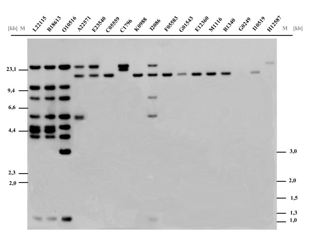 Ergebnisse 84 Abb. 20: Southernblot-Hybridisierung mit der α3-probe. Auffällig ist, daß die telomerwärts liegenden PAC-Klone (Abb.