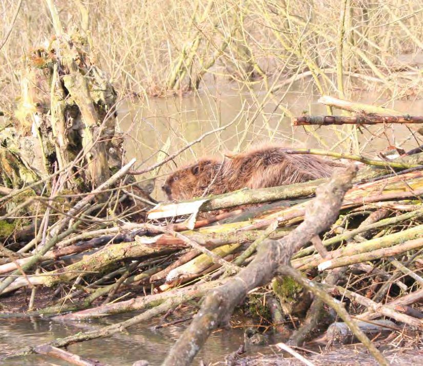 Bei Elbehochwassern sind Rückzugshügel für Biber (besonders für die Jungtiere) wichtig, um ein