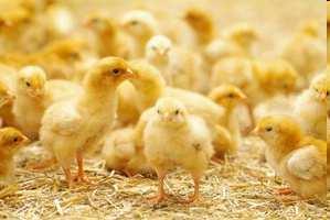 Bisherige Ergebnisse Zweinutzungshühner zeigen Geringere Eierleistung Geringere Zunahmen Weniger Brustfleischanteil Höhere Aufzuchtkosten