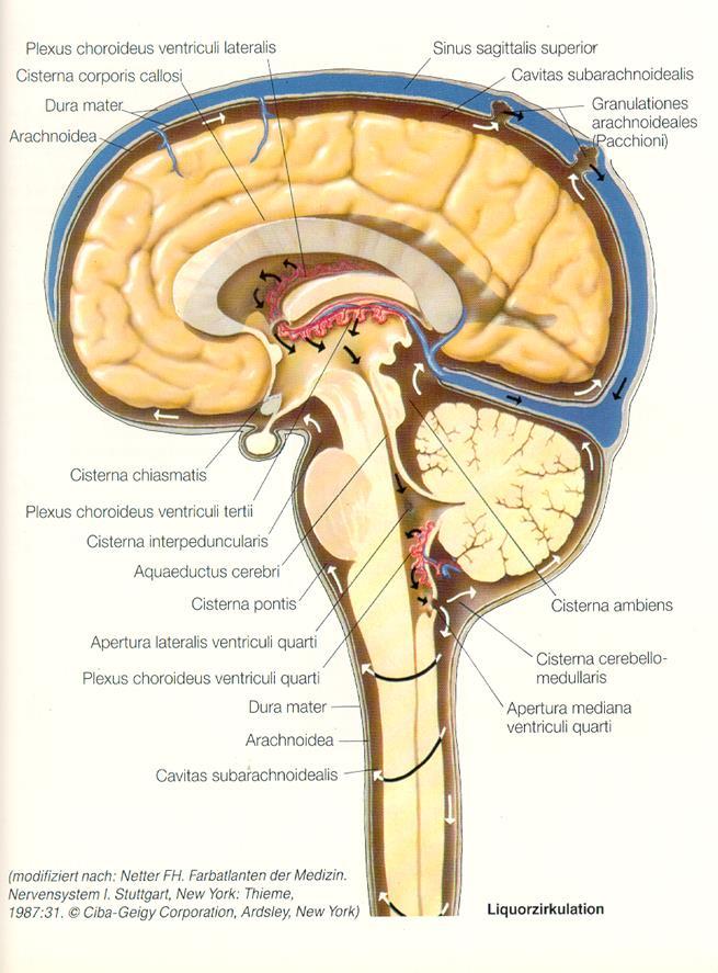 Aufgabe 1: Liquor Anatomie und Physiologie Liquor (CSF): klare Körperflüssigkeit zur Polsterung von Gehirn + Rückenmark mit Ver- und Entsorgungsfunktion Bildungsort: Plexus choroideus (4 Ventrikel)