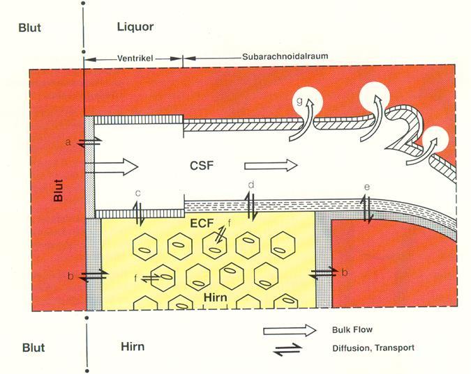 Aufgabe 2: Liquor Anatomie und Physiologie Blut-Liquor-Schranke Blut-Hirn- und Blut-Liquor-Schranke: Beide Schrankensysteme sind permeabel für Zellen.