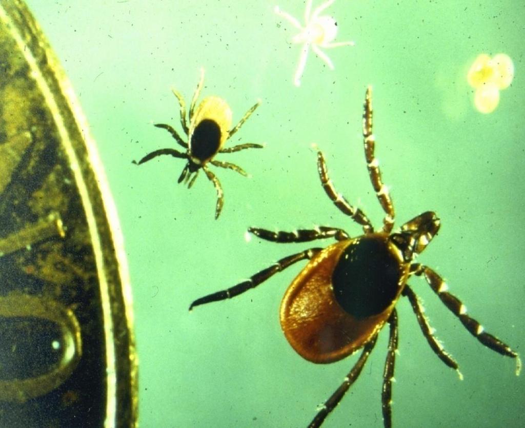 SCHILDZECKEN: ÜBERTRÄGER VON BORRELIEN +FSME IXODES RICINUS HAT VIER STADIEN: EI, LARVE, NYMPHE, ADULTES TIER Foto: Dr.