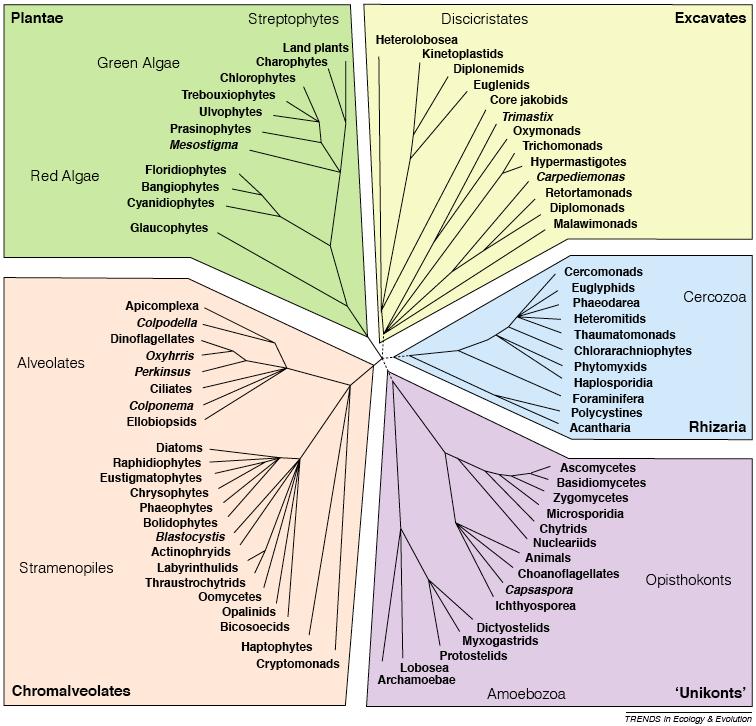 Marine Zoologie: Eukaryoten Keeling & al 2005 24.