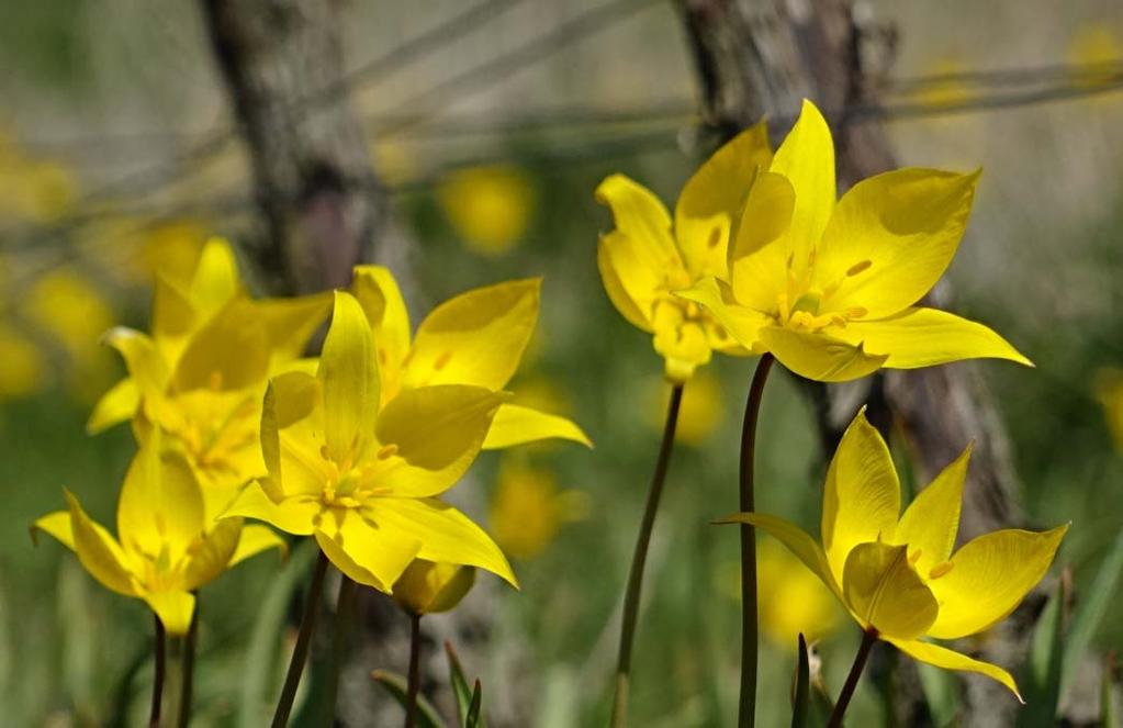 Wildtulpen im Weinberg und Gau- Odernheim im