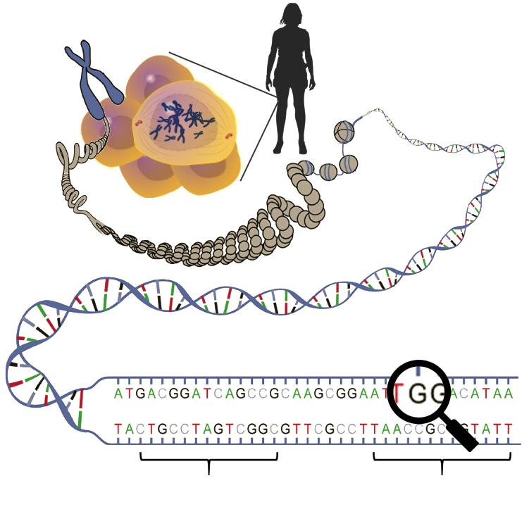 Chromosom Zellen Körper (50 Billionen Zellen) DNA-Doppelhelix Laktase Gen (LCT) A = Gesund G = Risiko Thrombose-Gen (FV) Die DNA ist der eigentliche genetische Code, also der Bauplan des menschlichen
