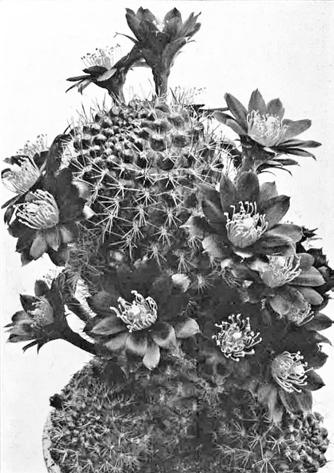 R. Weber: Nochmals: Was ist Echinopsis deminuta Weber?
