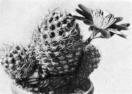 R. Weber: Nochmals: Was ist Echinopsis deminuta Weber? 1947 nannte H.