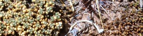 Typus: plants in stony-sandy soil in the high-andean vegetation, Puna, with Ephedra andina and Azorella yareta; altitude 3900-4000 m; about 30 miles northwest of Tupiza, prov. Sud Chichas, dept.