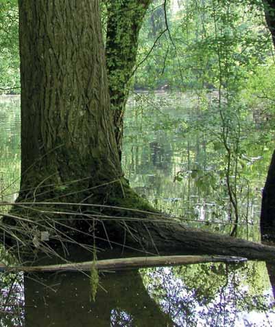 AMT FÜR STADTENTWICKLUNG 37 PROFIL DES GEBIETS RHEIN UND RHEINAUEN Bevorzugte Flächen von... 3,4 % der Bevölkerung Zufriedenheitsgrad mit.