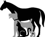 Alles Wissenswerte über Tierversicherungen bei www.tier-und-halter.