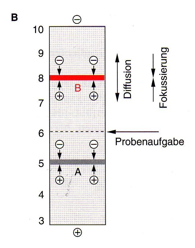 Isoelektrischer Punkt eines Proteins (pi): ph-wert des Mediums, bei dem das Protein formal ungeladen