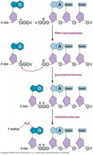 CAPPING Addition von 7-Methyl-Guanosin 1: Abspalten des g-phosphats vom 5 Ende der mrna (RNA-Triphosphatase) 2: Übertragung GMP