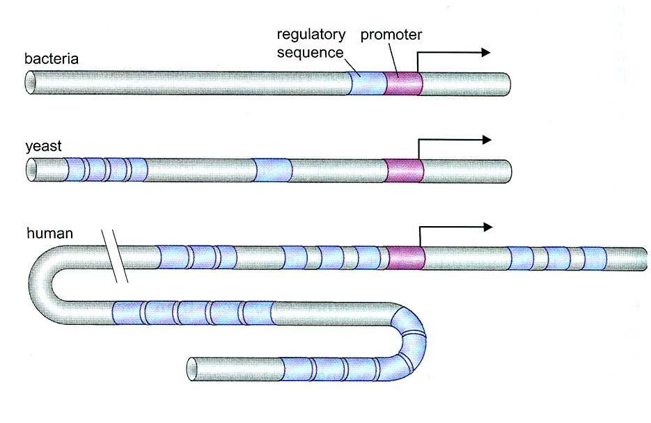 Regulatorische Elemente für die Transkriptionsinitiation Bakterien (prokaryotische RNAP) Promotor Regulator- Sequenz Hefen (eukaryotische RNAP II) Säuger (eukaryotische RNAP II) Grundelemente