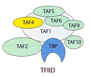 Allgemeine Transkriptionfaktoren der RNAP II TFIID besteht aus dem TATA-Bindeprotein und TAFs TAFs sind TBP-assoziierte Faktoren mit unterschiedlichen Funktionen: - TAF1 und TAF2: Erkennung von