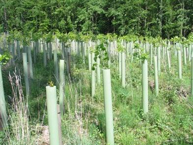 Für Sie als Waldbesitzer ist es deshalb notwendig frühzeitig durch mechanische Beseitigung der Konkurrenzvegetation den negativen