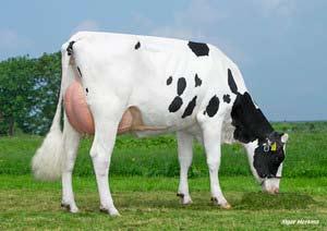 0 0 EX 0 Glinzer Daniel Kuhgenerationen mehr als 00.000 kg Milch und seine Mutter und Großmutter jeweils auch mehr als 0.000 kg Fett und Eiweiß.