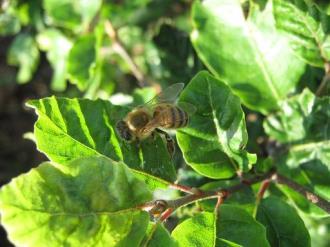 Risikomanagement für die Honigbiene Schutz durch Bienenschutzverordnung vom 22. Juli 1992 (BGBl. I S.