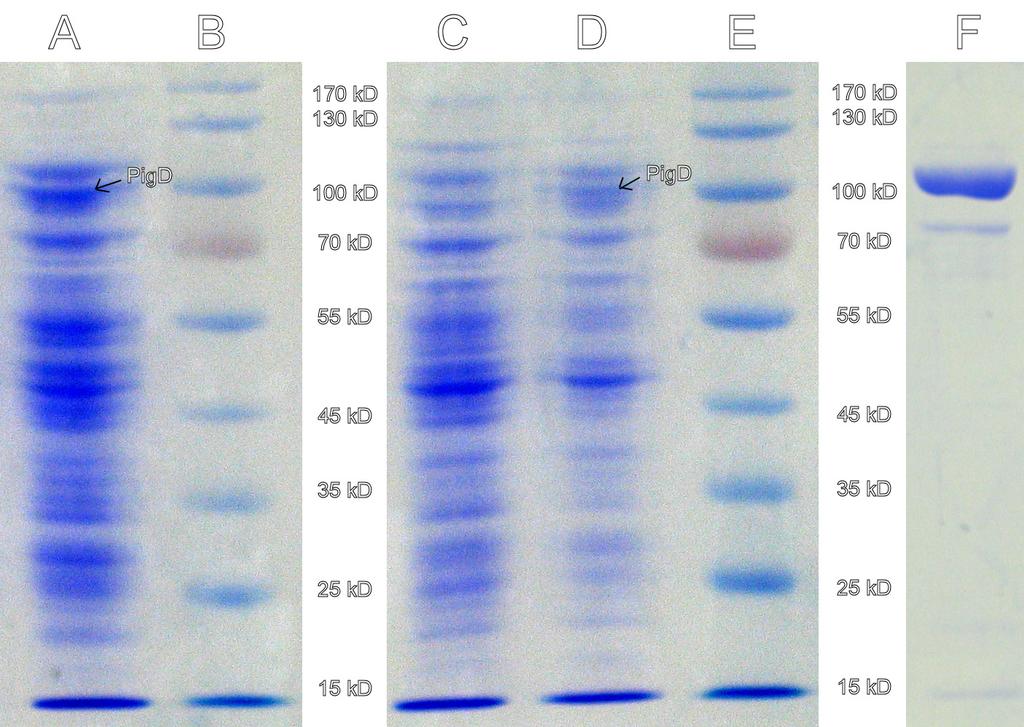 64 SPEZIELLER TEIL Der pet22b(+) Vektor wurde i n E. coli BL21(DE3) Zellen transformiert (im Folgenden "Leervektorzellen" genannt).