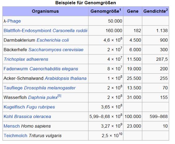 DNA Faden einer menschlichen Zelle: 1.