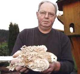 Europachampion der Taubenzucht Von Kindesbeinen an züchtet Wolfgang Breitenstein Tauben. Auf Lockentauben ist er seither spezialisiert.