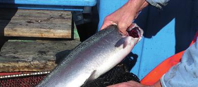 Dänemarks erste ökologische Meeresfischzucht Bisserup Havbrug - erhielt seine Bio- Genehmigung im Dezember 2010 und nach einem schwierigen Start mit