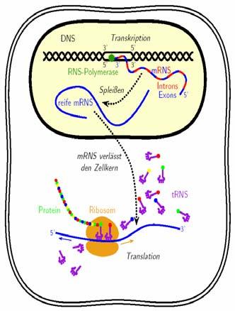 Transkription Übertragung eines DNA Abschnitts in RNA Aufspaltung der Doppelhelix unter Nutzung der "Polymerase Chain Reaction" (PCR) Erstellung der cdna und gleichzeitige Paarung mit DNA Abschnitt