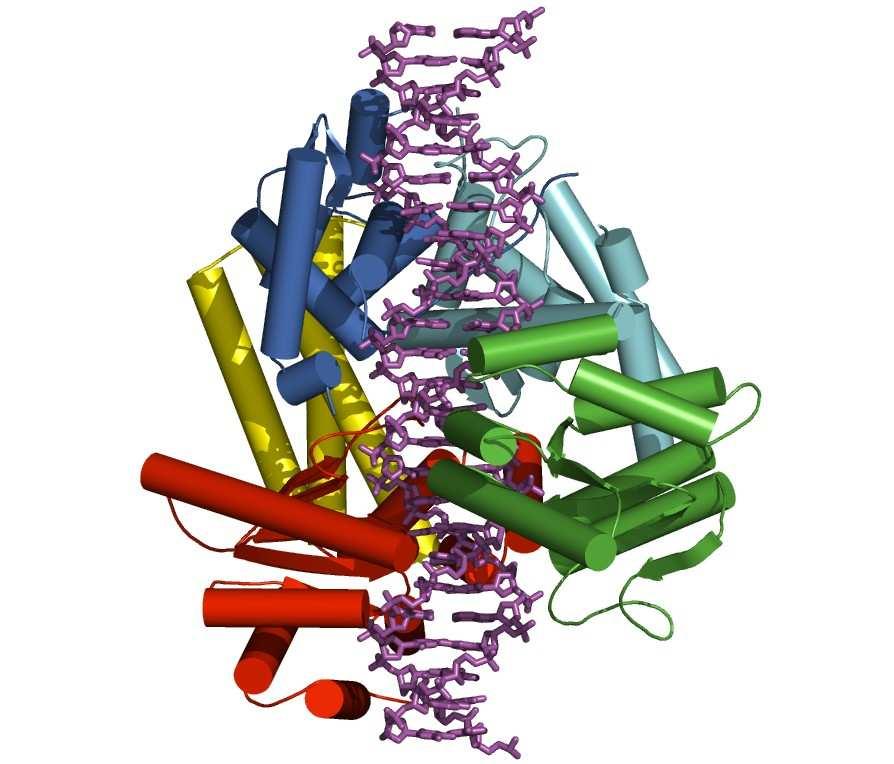 Forschung mit Photonen Das Mikrotubuli-assoziierte Protein Tau hat wesentlichen Einfluss auf die Stabilität und die Dynamik der Mikrotubuli.