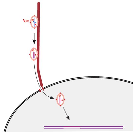 RNA RT Komplex Mikrotubuli