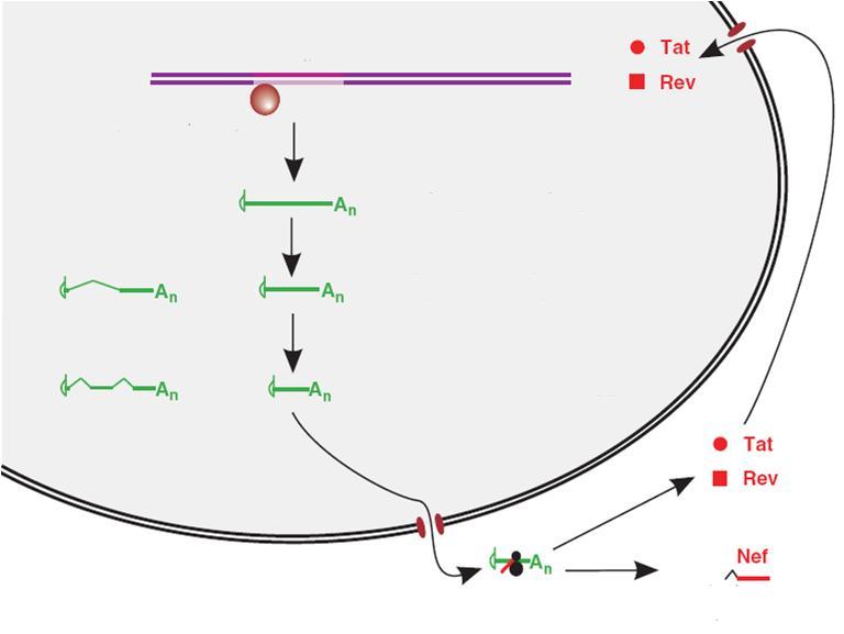 ZELLKERN zelluläre RNA pol-ii Provirus 34.