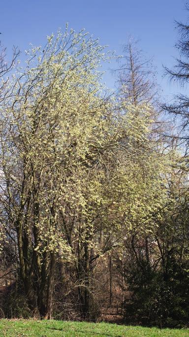 Ein Vorteil für all jene, die einen Weidenbaum (später vielleicht sogar eine Kopfweide) im eigenen Garten