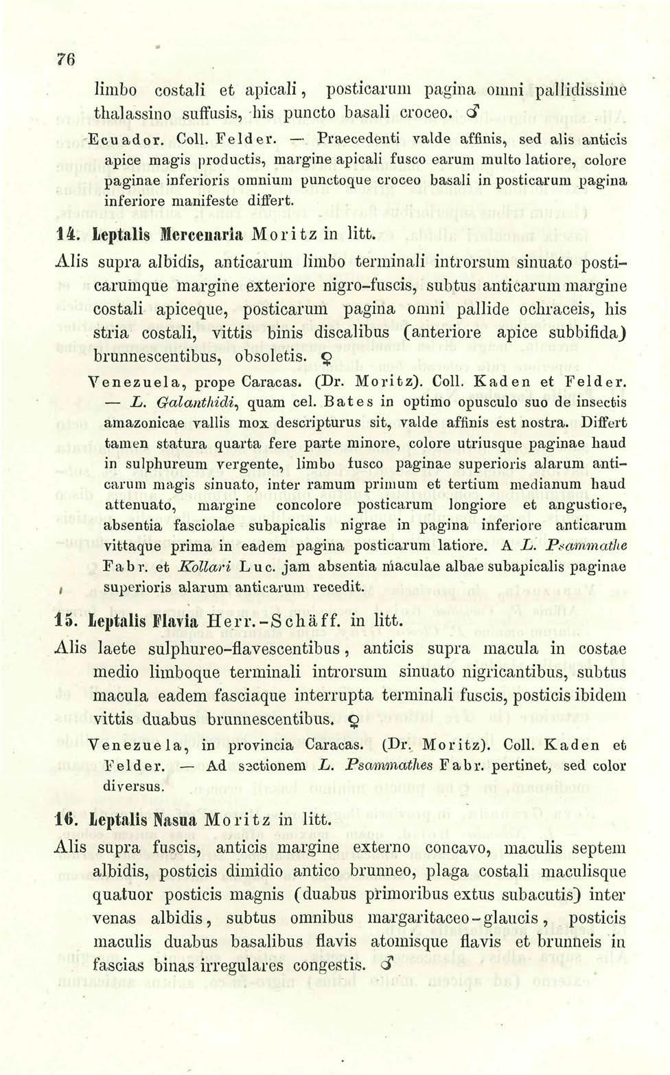 76 ' limbo costali et apicali, posticarum pagina onini pallidissime #i thalassino suffusis, his puncto basali croceo. <$ Ecuador. Coll. Felder.