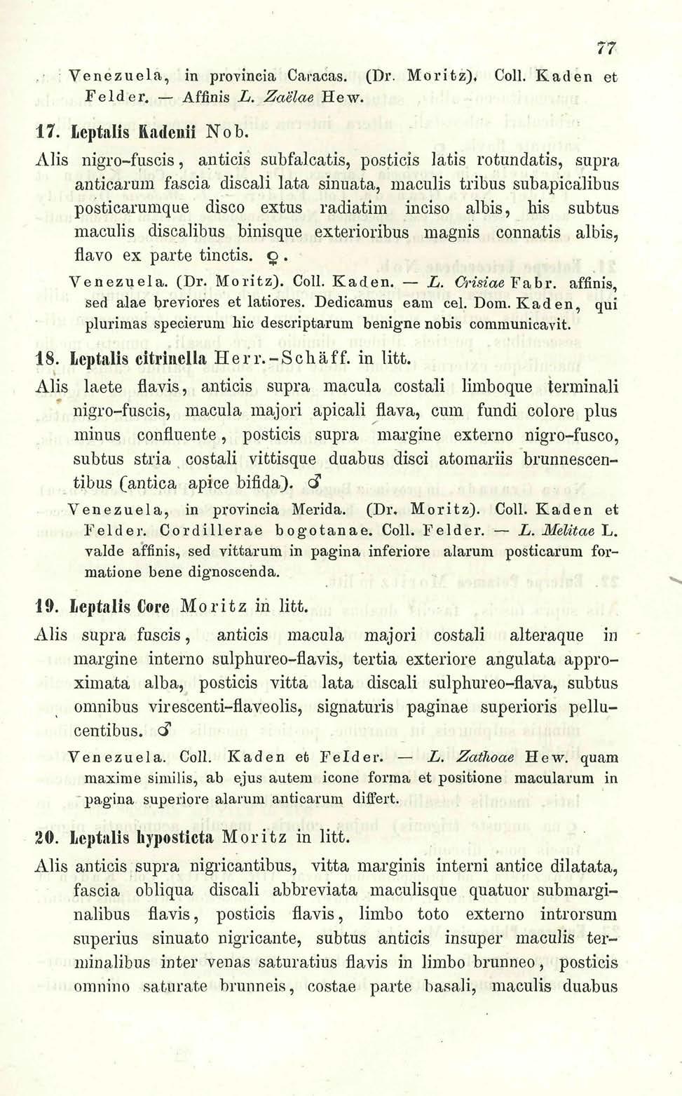 ,'. : Venezuela, in provincia Caracas. (Dr. Moritz), Coll. Karten et Felder. Affinis L. Zaelae Hew. 17. Leptalis Kadenii Nob.