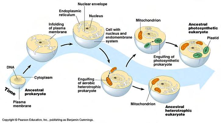 Kernhülle Zellkern Zelle mit Kern und Membransystem Mitochondrium Eukaryotischer, autotropher Vorläufer Plastid Die Zelle bildet die strukturelle und funktionale Einheit des Lebens.