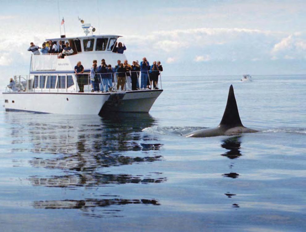 Whale Watching in > 87 Ländern gibt es Whale Watching - Möglichkeiten ist eine wichtige Einnahmenquelle für