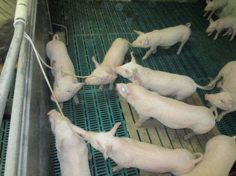 Da Schweine anatomisch betrachtet Saugtrinker sind, können sie ihr natürliches Verhalten am besten an offenen