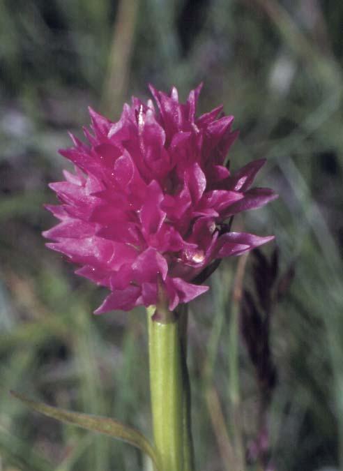 6: Kugeliger Blütenstand von Nigritella minor,