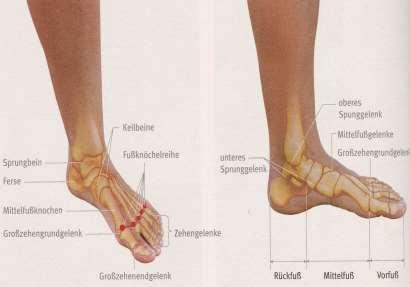 Fußgelenk und Fußmuskulatur 1.