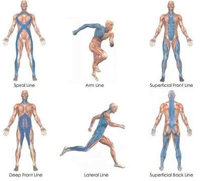 Welche Systeme im Körper unterstützen die Fußfunktion?