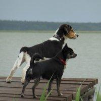 Ostsee-Darss-Born - Wassergrundstück - Urlaub mit Hund - Angeln Kurzbeschreibung Ferienwohnungen für