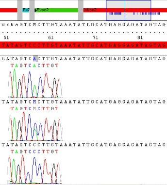 Abbildung 3.2: Sequenzausschnitt aus Intron 2 des ELOVL5-Gens, : Sequenzvariante c.58+57 C>A, homozygot (Probe 642), : Sequenzvariante c.