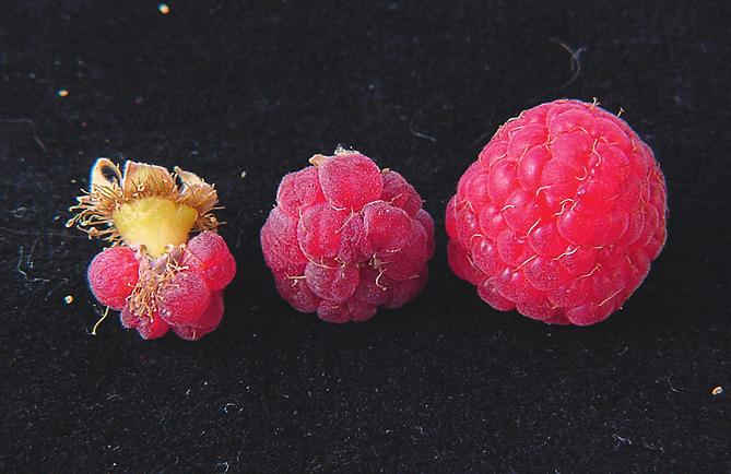 60 (rechts): Himbeeren (Rubus ideaus L ) nach passiver Selbstbestäubung (links) und Bestäubung durch Bienen (rechts).