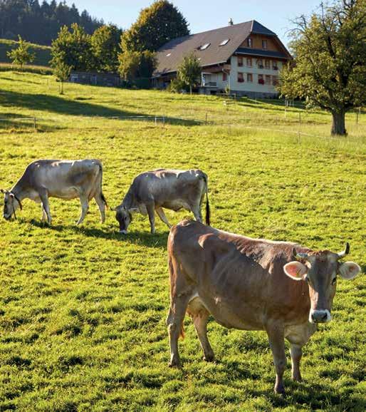Zum Wohle der Tiere Das Wohlbefinden der Kühe ist Heumilchbauern ein besonderes Anliegen, um die Tiere gesund und