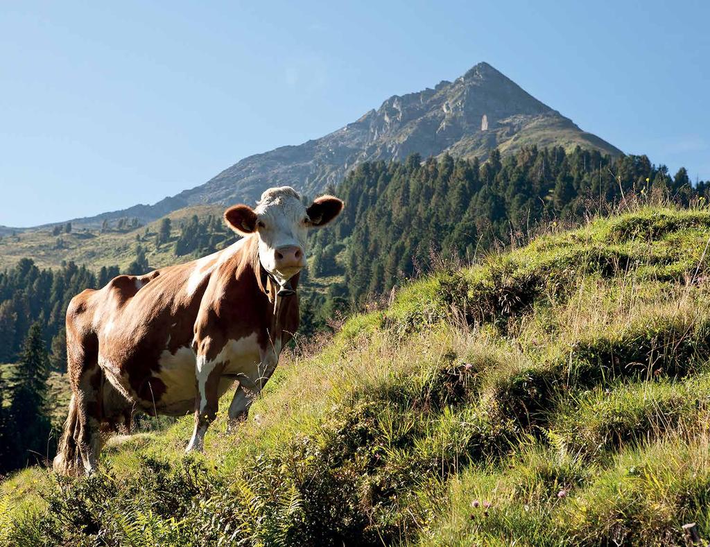 Heuwirtschaft als nachhaltige Chance Die Bereitung von Heu war im gesamten Alpenraum über Jahrhunderte eine Schlüsseltechnologie, um das Rind über die vegetationslose