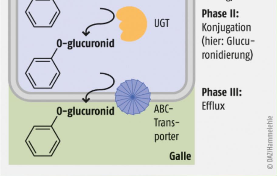 Phase 2: Glucoronidierung(UGT) Phase 3: