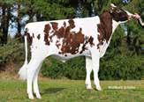 : Misty Spring Holsteins, Little Britain, ON, Canada Euter AMS-Eignung Leichtkalbigkeit grzr grzm Milch kg + 6 grze 126 Milchtyp Körpere Beckene Eutere nach