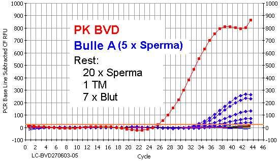 BVDV - PCR in Frischsperma und Pailletten Real Time RT-PCR: Bulle mit positivem Ergebnis in 5 Ejakulaten (Pailletten) 20 weitere Bullen negativ Frischsperma und