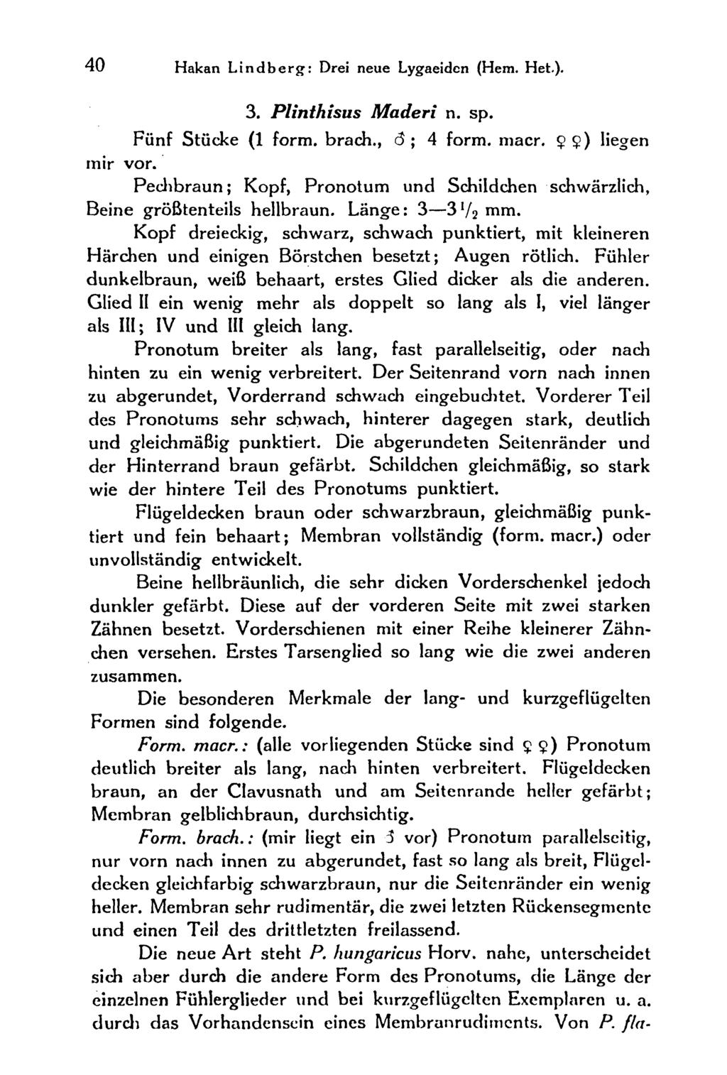 40 Hakan Lindberg: Drei neue Lygaeiden (Hern. Heb). 3. Plinthisus Maderi n. sp. Fünf Stücke (1 form, brach., d ; 4 form. macr. $) liegen mir vor.