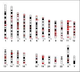 Lokalisation der olfaktorischen Rezeptorgene auf Chromosom 17 Code Symbol Loc-Name Trivial Name Chrom Coord Pseudo H38g886 OR1D3P OR17-23 17 34731 yes H38g096 OR1E3P OR17-210 17 36192 yes H38g894