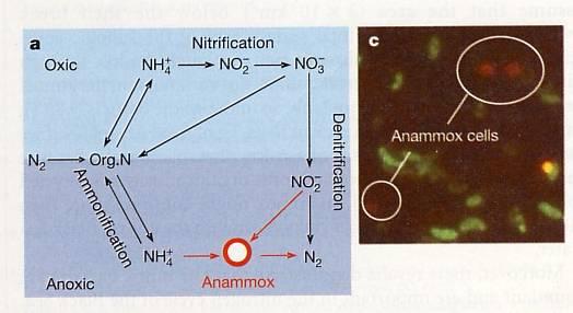 a b Anaerobic ammonium oxidation by Anammox Bacteria in the Black Sea b) FISH. Red cells = anammox a) Simplified marine nitrogen cycle including the anammox sink.