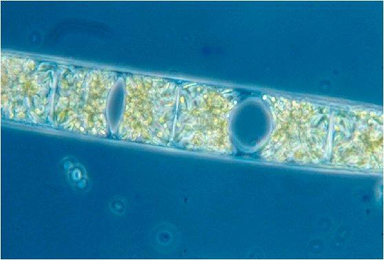 cyanobacterium Richelia can cover complete N- demand of host diatom cells Involves Fe